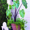 Elephant ears, like this Black Stem variety, can be grown in the garden or in containers.