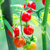 With the vast number of tomato varieties, selecting the right tomato for your growing conditions and intended use is important.