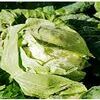 split cabbage head