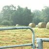Hay, hay and more hay; a common sight in East Texas this year, according to Texas AM AgriLife Extension Service experts. (Texas AM AgriLife Extension Service photo by Robert Burns)