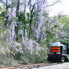 Photo: Becky Whisenant
A Texas State Railroad locomotive passes blooming wisteria. On March 15, the TSR Authority approved a request for proposal to negotiate with potential future operators.