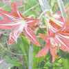Many Cherokee County gardens feature beautiful red amaryllis. The flowers add charm and color wherever planted.