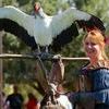 Courtesy photo 

A re-enactor shows her trained bird during a past Texas Renaissance Festival in Todd Mission, located 50 miles northwest of Houston. This year, due to pandemic precautions, organizers have announced that tickets will be sold virtually, instead of at the gate.