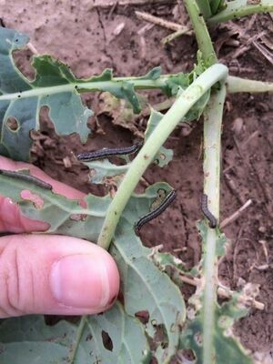 Courtesy photo
Shown are armyworms and the damage they do to plants.
