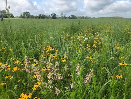 Courtesy photo
The Caddo Mounds State Historic Site's restored prairie blooms in 2019.
