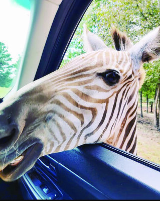 Photo by Josie Fox
County Line’s Best Attraction (Under 50k) went to Cherokee Trace Drive-Thru Safari in Jacksonville. The drive through safari allows guests to get up and personal with exotic wildlife from the safety of their vehicle.
